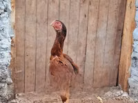 Chickens — foto 2
