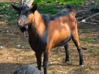 Keçi, Alpine goat — foto 4