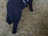 Carneiro, Wallis Country sheep — foto 1