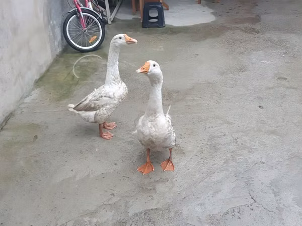 Geese