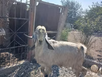 雄ヤギ, Damask goat — 写真 1