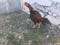 Chickens — zdjęcie 5