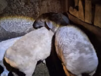 Qoʻy, Adal sheep — 1-rasm