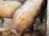 Sow, Pigs — photo 3