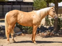 雌馬, Quarter Horse — 写真 2
