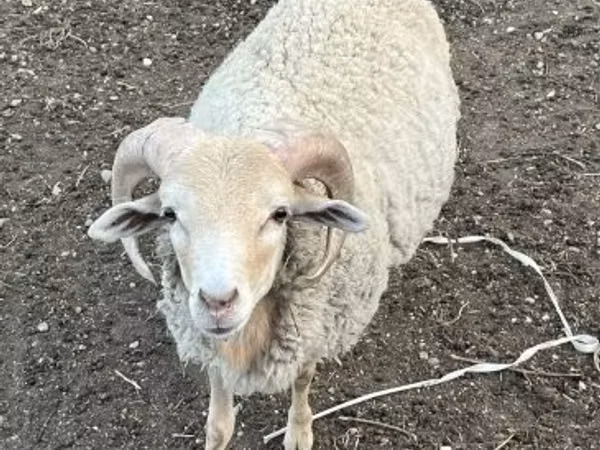 公羊, Merino sheep
