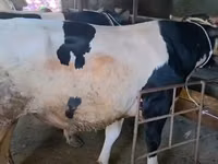 Boğa, Holstein ırkı — foto 1