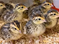 Quails — الصورة 3