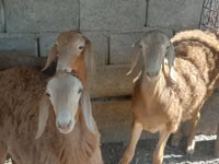 كبش, Arashan sheep — الصورة 5
