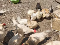 2 erkek 2 dişi ördək.4 bala, balanın 3 ü erkek 1i,dişi.toplam 100azn — foto 5