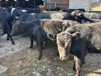 காளை, Swiss cattle — புகைப்படம் 1