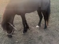 Kůň, Shetland Pony — foto 1