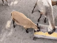 मेढ़ा, Cameroon sheep — फ़ोटो 2