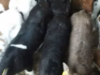 सांड, Simmental cattle — फ़ोटो 3