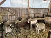 ვერძი, Merino sheep — ფოტო 5