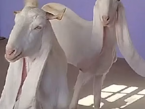 雌ヤギ, Gulabi goats