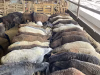 Ovce, Krasnoyarsk sheep — foto 2