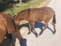 Mare, Horses — photo 1