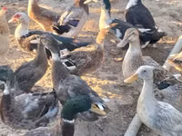Ducks — foto 2