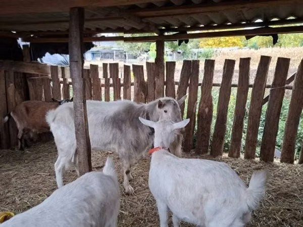 Cabra, Cabras