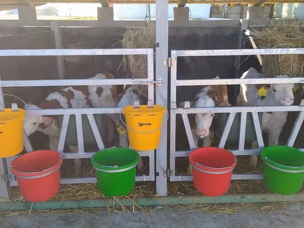Bovins (lot, sexe non indiqué), Vache limousine