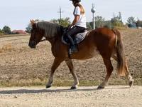 Koń, Konie — zdjęcie 3