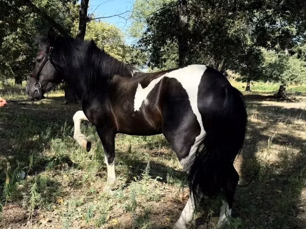 Konie (partia, płeć nieokreślona), American shetland pony