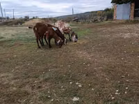 Kozioł, Nubian Goat — zdjęcie 2