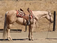 فرس, Quarter Horse — الصورة 4