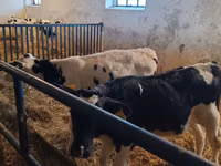 雄牛, Russian Black pied cattle — 写真 6