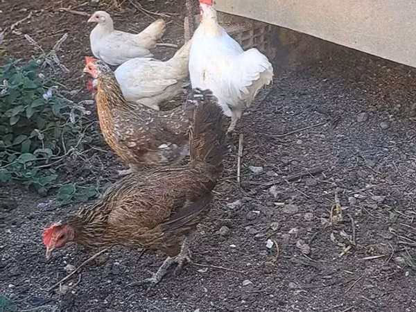 Bantam japonesa