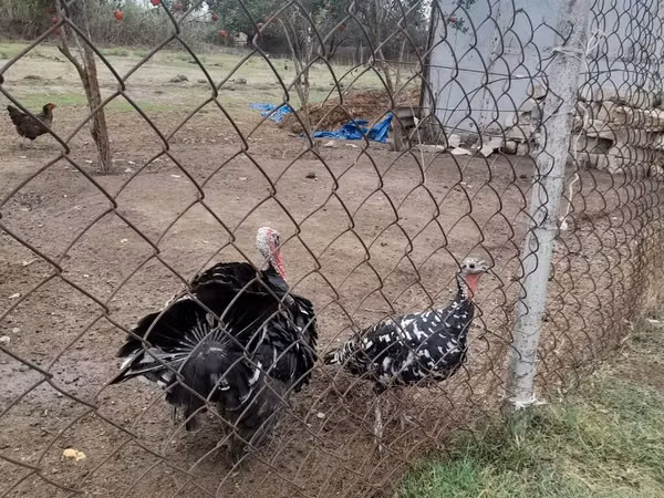 Turkeys — Azerbaycan