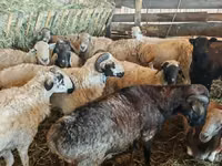 Moutons (lot, sexe non indiqué), Hissar sheep — photo 6
