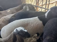 كبش, Rhon sheep — الصورة 5