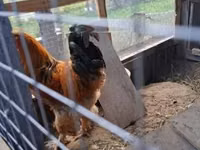 Brahma — foto 3
