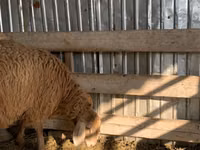 نعجة, Arashan sheep — الصورة 4