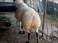 ஆண் ஆடு, ஆடுகள் — புகைப்படம் 1