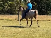 குதிரை, Rocky Mountain Horse — புகைப்படம் 7