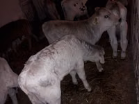 公牛, Simmental cattle — 照片 3