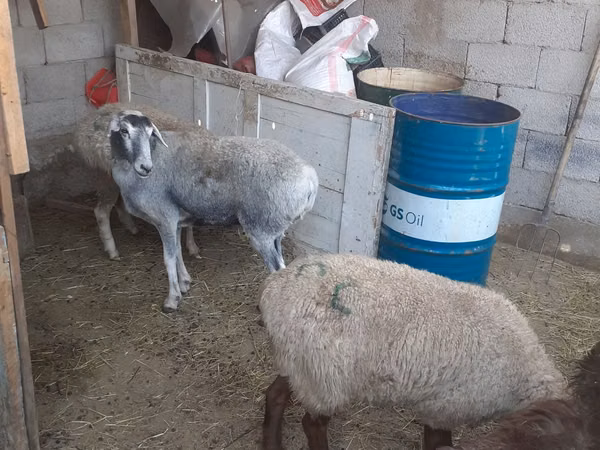 ცხვარი, Yecheng sheep