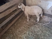 Keçiler (parti, cinsiyet belirtilmedi), Keçiler — foto 2