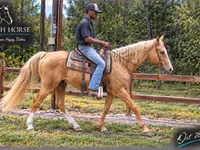 Конь, Паломино — фото 1
