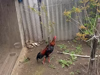 Chickens — zdjęcie 2
