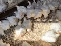Chickens — फ़ोटो 3