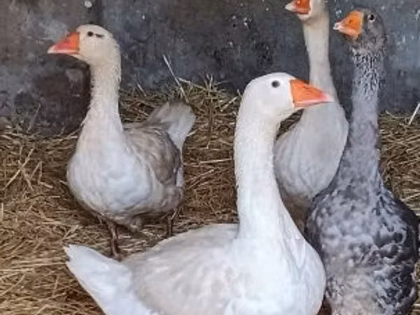 Geese
