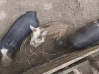 Boar — photo 2