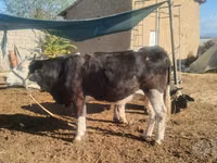 ძროხა, Simmental cattle — ფოტო 3