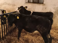 Buqa, Russian Black pied cattle — 4-rasm
