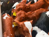 أبقار (دفعة، الجنس غير محدد), Russian Black pied cattle — الصورة 5