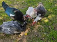 Ducks — الصورة 2